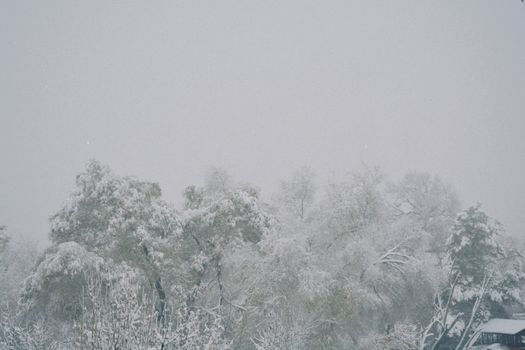 A serene view of snow-covered trees in Talgar, Almaty Region, Kazakhstan.