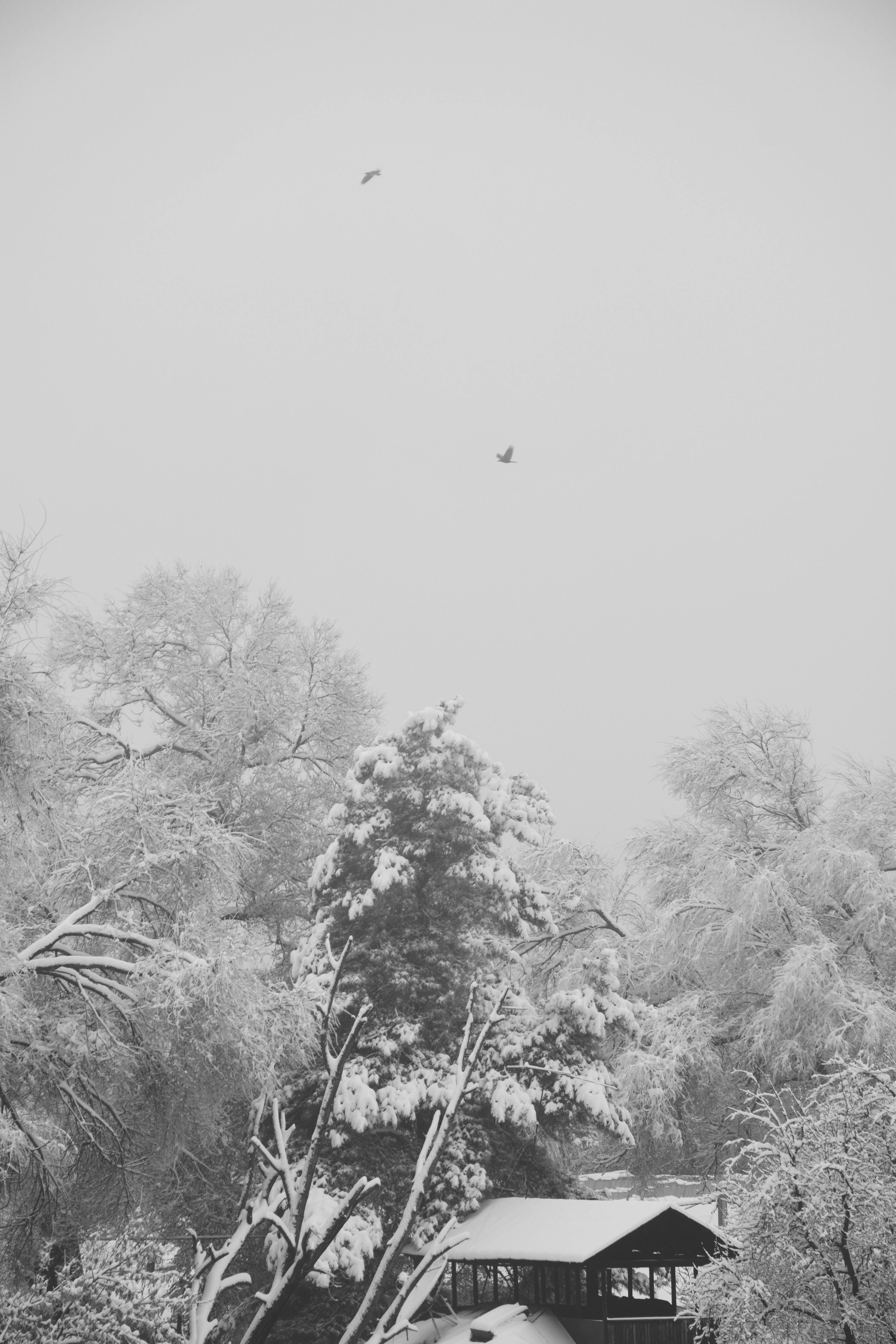 Black and white winter scene in Talgar with snow-covered trees and birds flying overhead.