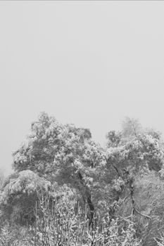 Snowy landscape of frosted trees in Talgar, Almaty Region, Kazakhstan.