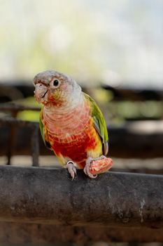 A vibrant parrot with bright feathers perches outdoors, showcasing its colorful plumage. — photo by Anand Thakkar