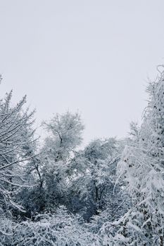 A serene winter scene of snow-covered trees in Talgar, Kazakhstan.