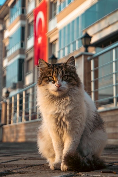 Free A fluffy Turkish cat sits on a sidewalk with the flag of Turkey in the background. Stock Photo