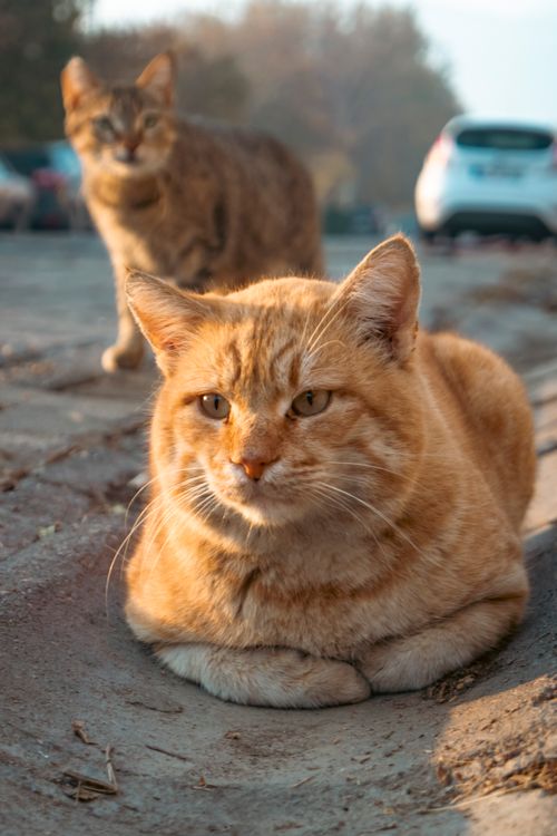 Free Two cats bask in the warm morning light on a quiet Aegean sidewalk. Stock Photo