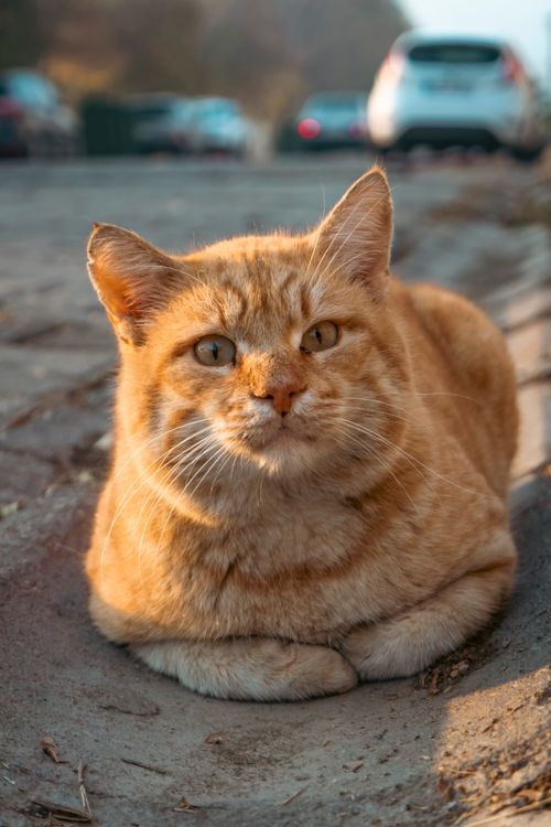 Free A charming orange tabby cat relaxing on the sidewalk during a calm autumn morning. Stock Photo