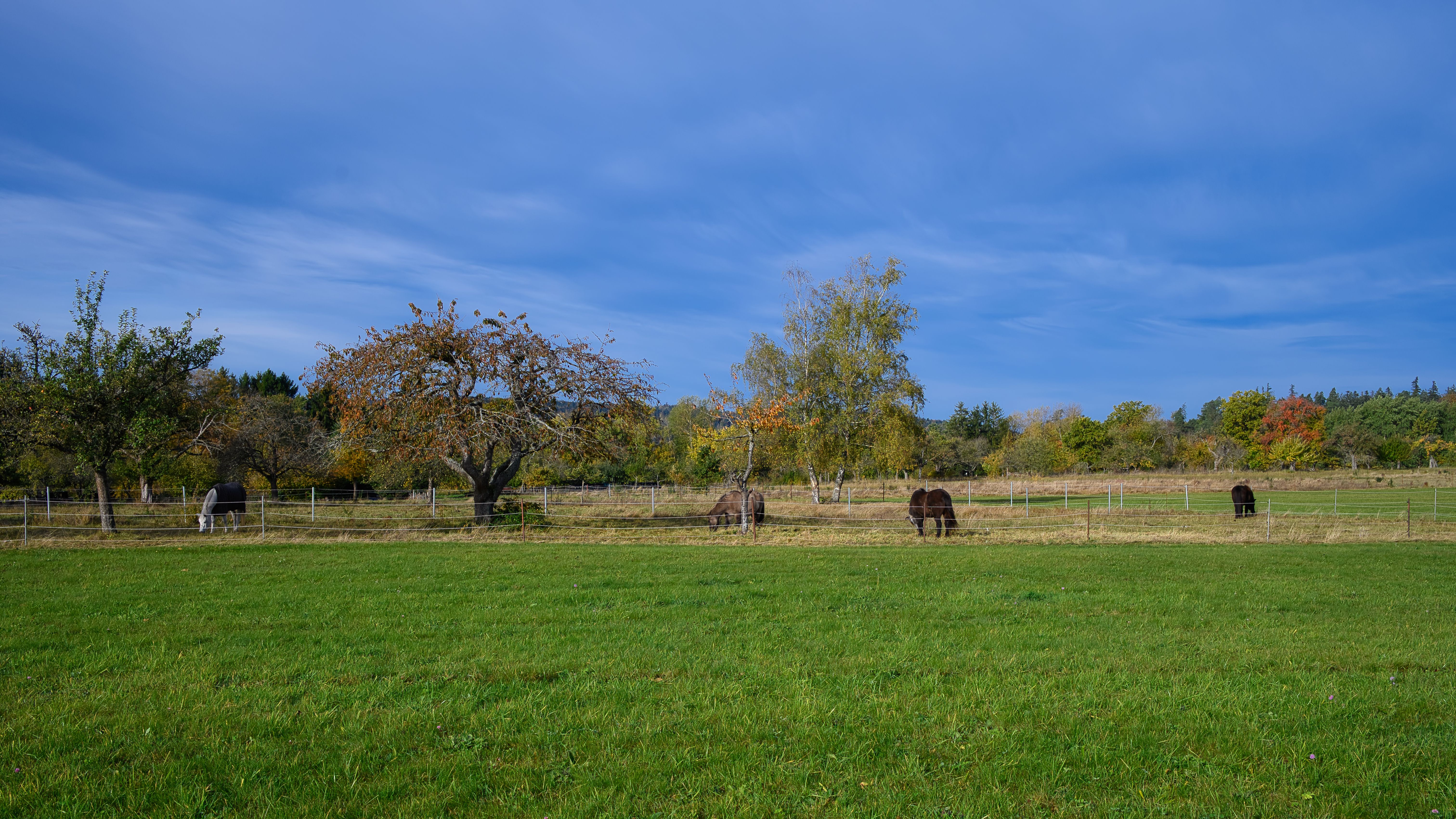 Tierpension