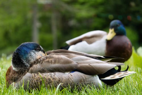 Free Peaceful scene of two mallard ducks resting on lush green grass in Bad Liebenzell, Germany. Stock Photo