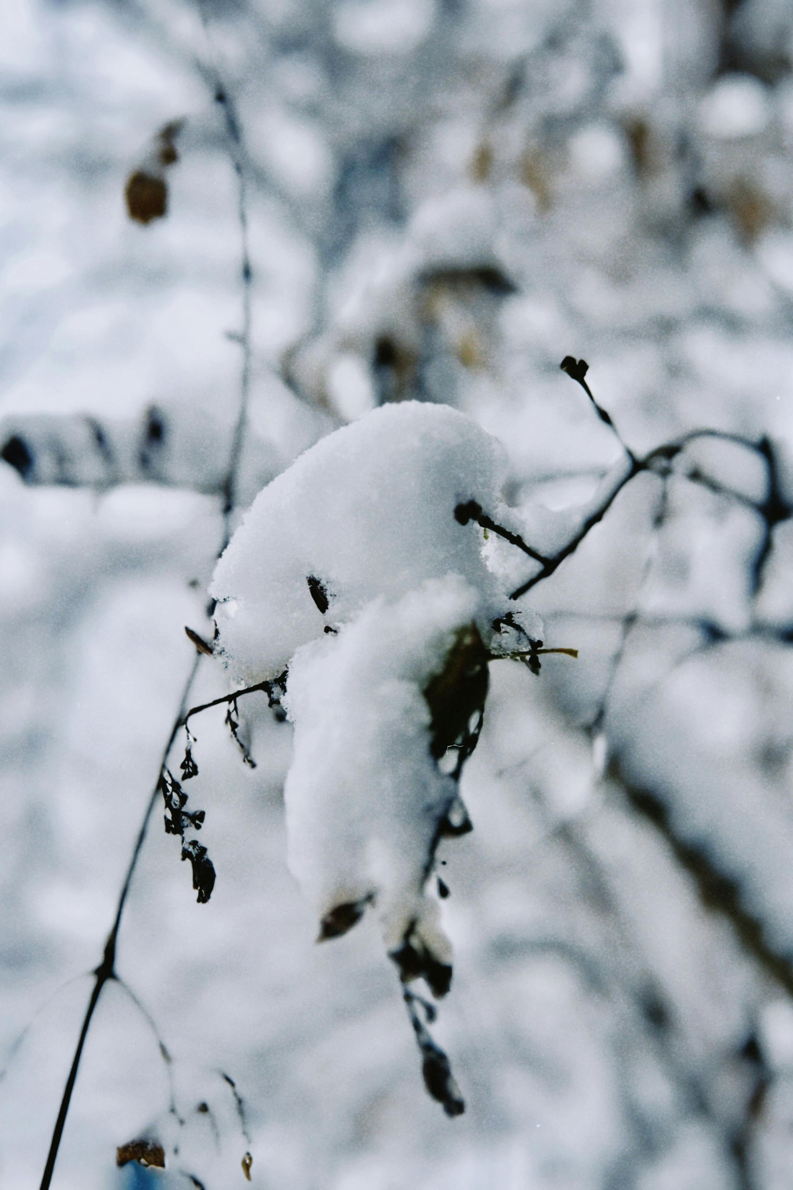 Close-up of snow-covered branches in Talgar, Kazakhstan, capturing winter's serene beauty.
