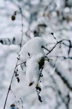 Close-up of snow-covered branches in Talgar, Kazakhstan, capturing winter's serene beauty.