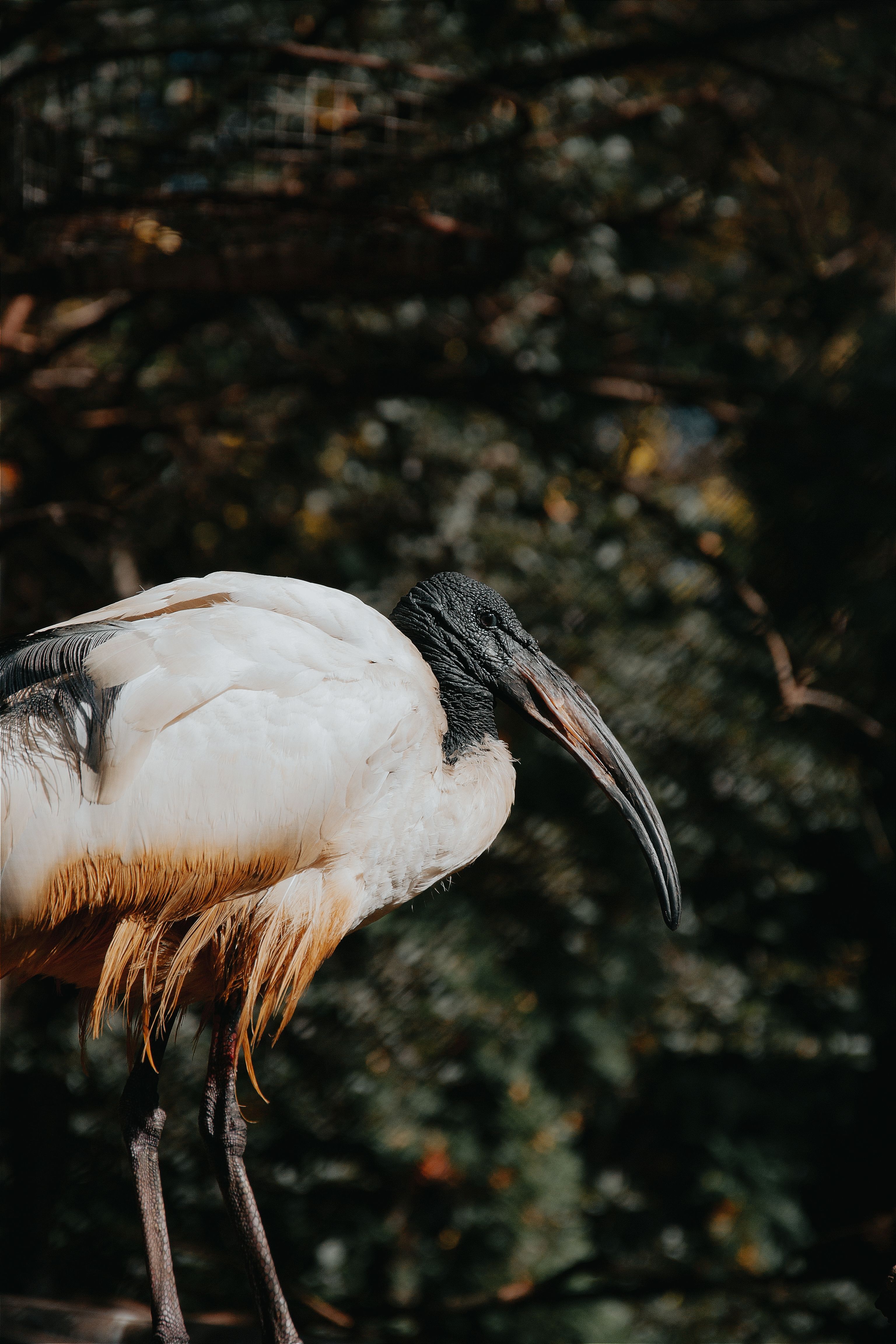 IBIS
