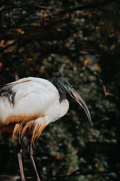 Free Close-up of an African Sacred Ibis perched outdoors in Hungary. Stock Photo