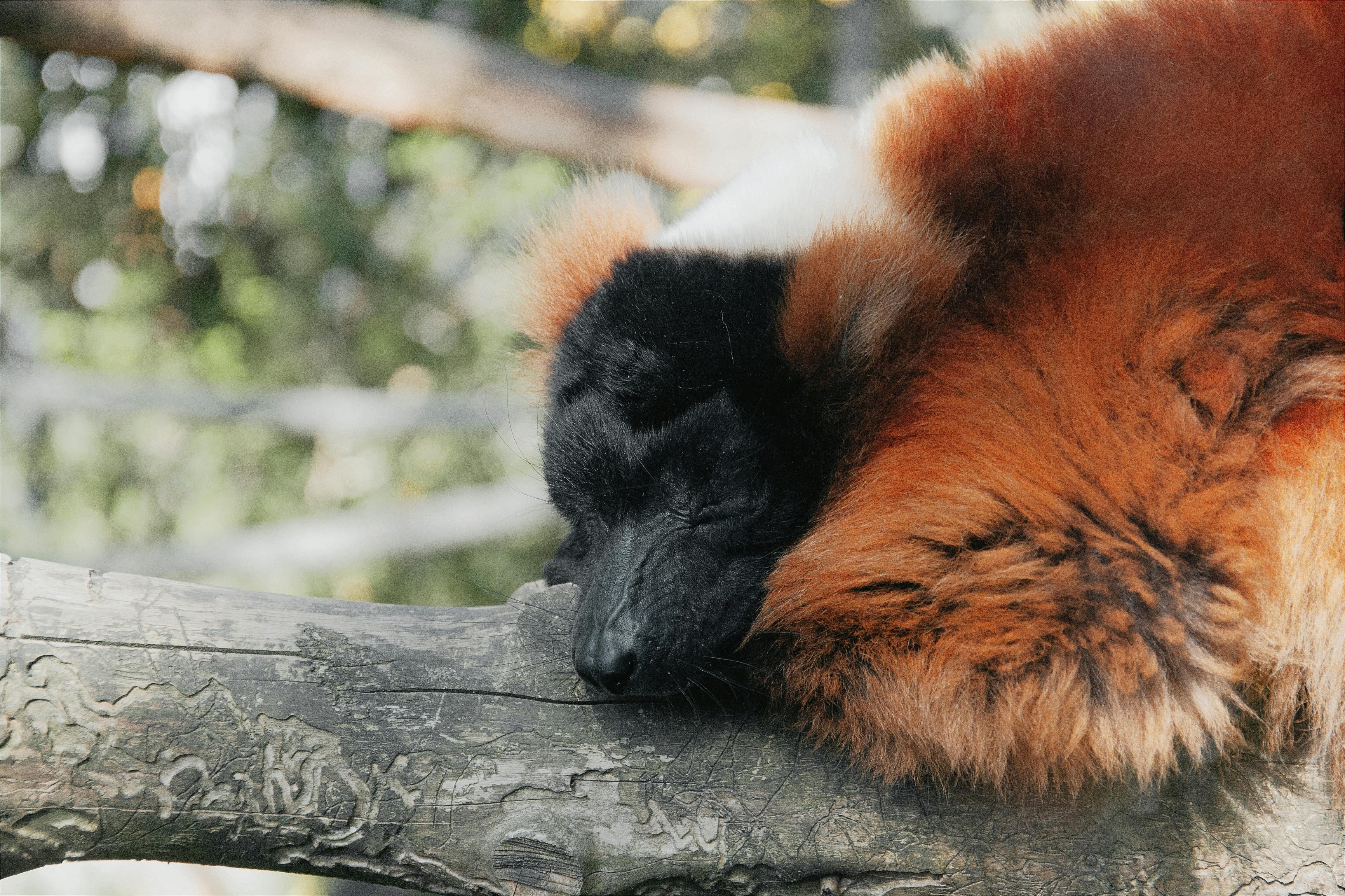 red ruffed lemur resting on tree branch