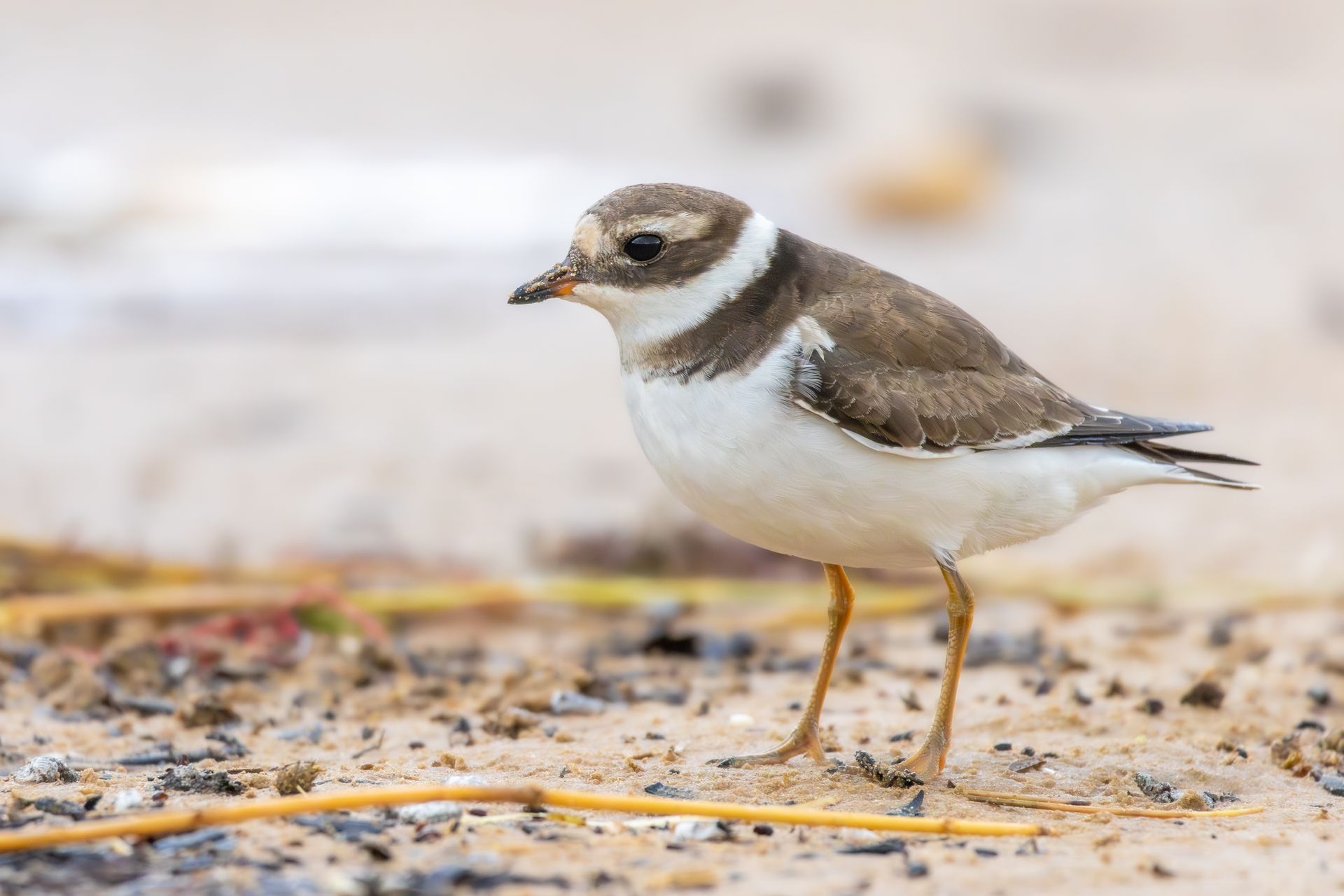 Close-up of a Common Ringed Plover (Charadrius hiaticula) on a French beach