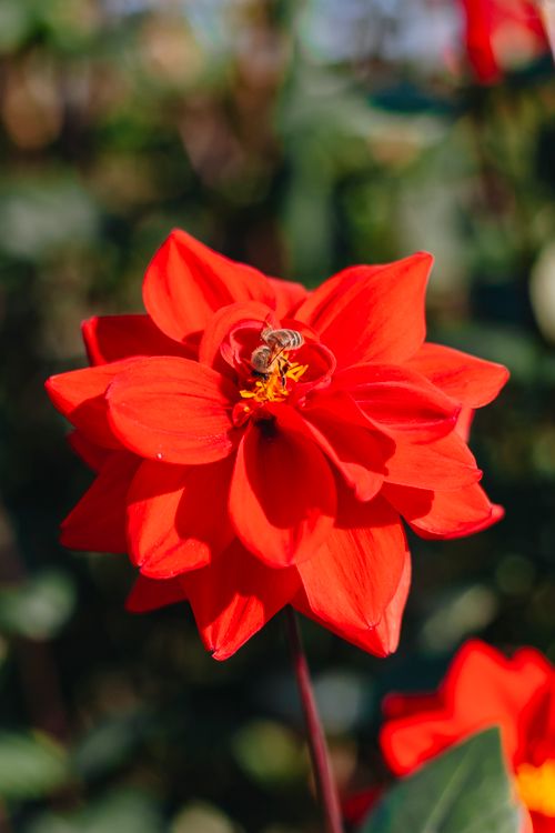 Free Close-up of a bright red dahlia flower with a bee in natural daylight. Stock Photo