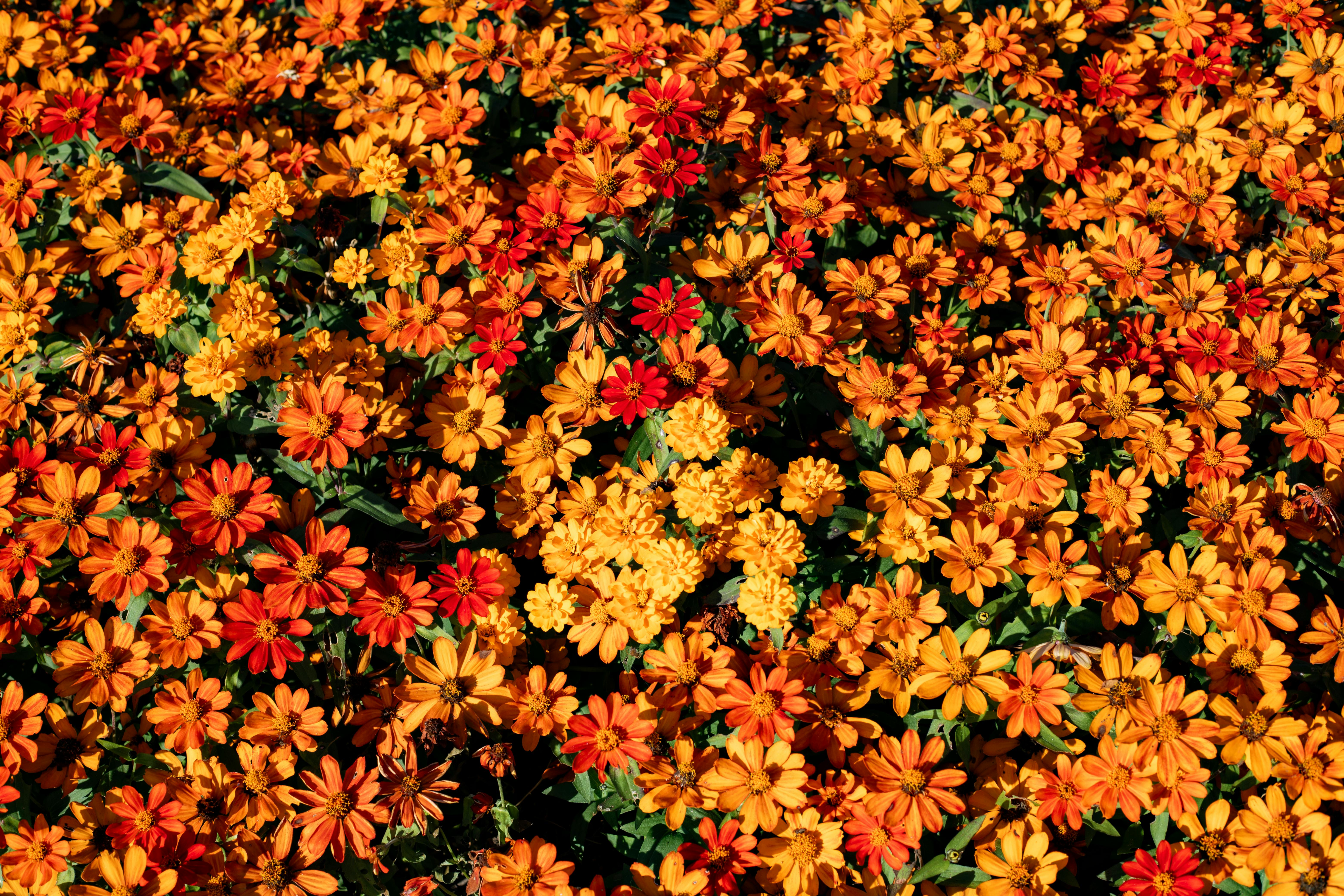 A bright field of orange and yellow marigolds in full bloom, showcasing nature's beauty.