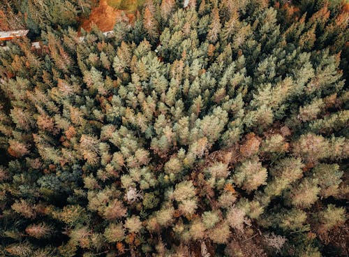 Veduta Aerea Di Alberi