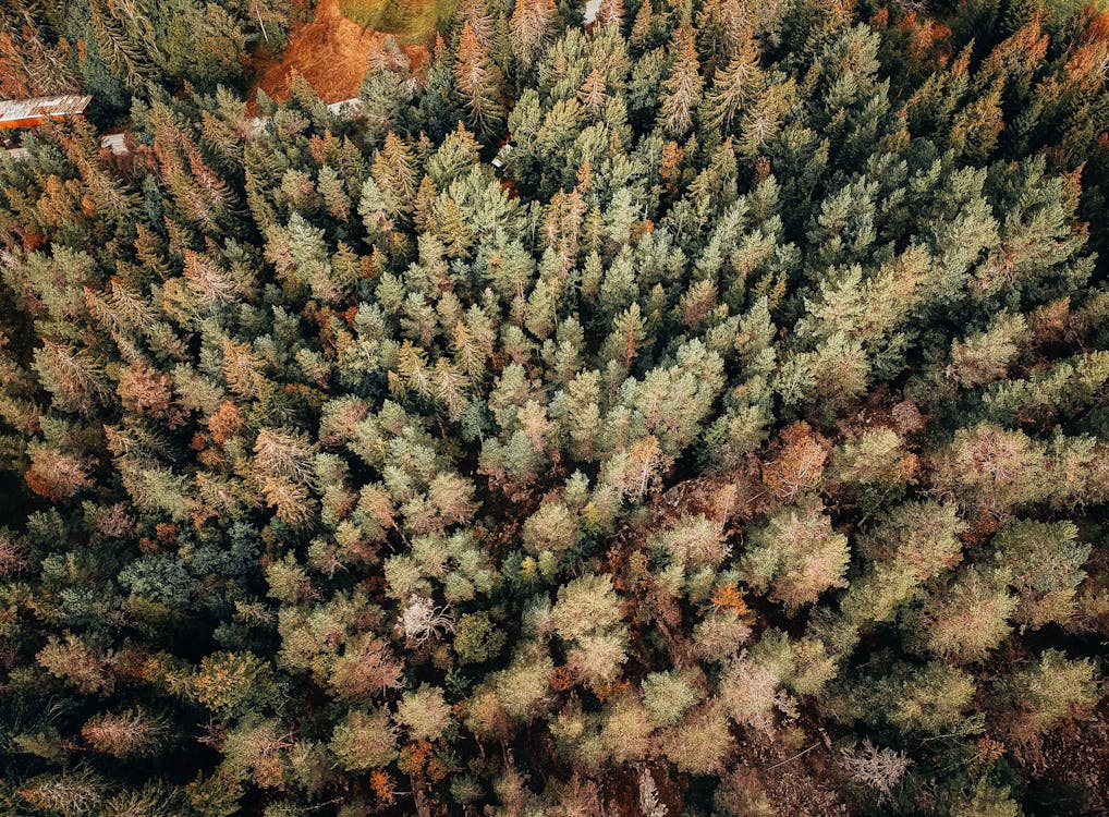 Aerial View Of Trees