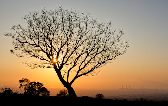 A picturesque tree silhouette at dusk with a view of Taiwan's industrial skyline.