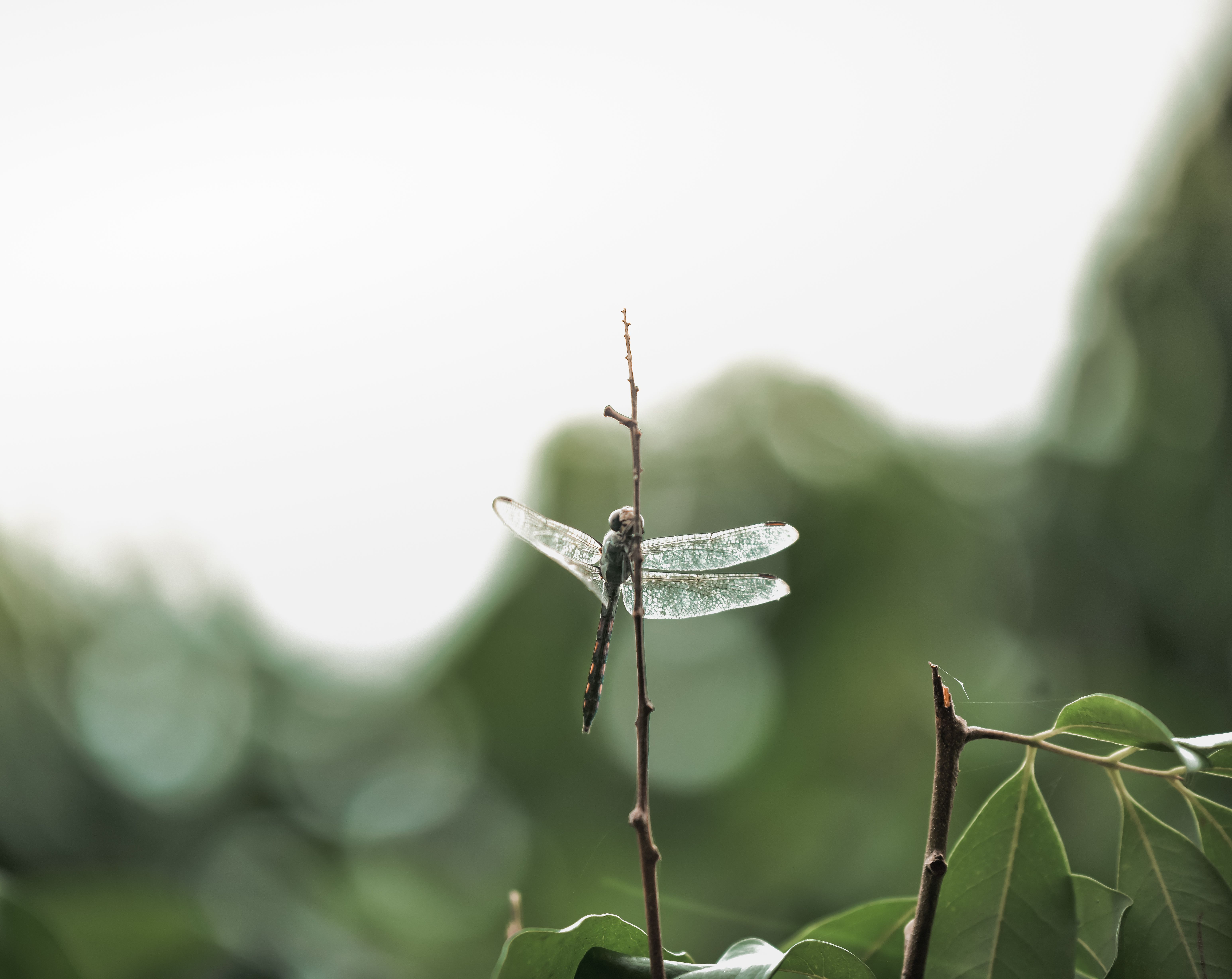 Close-Up of a Dragonfly on a Twig Outdoors · Free Stock Photo