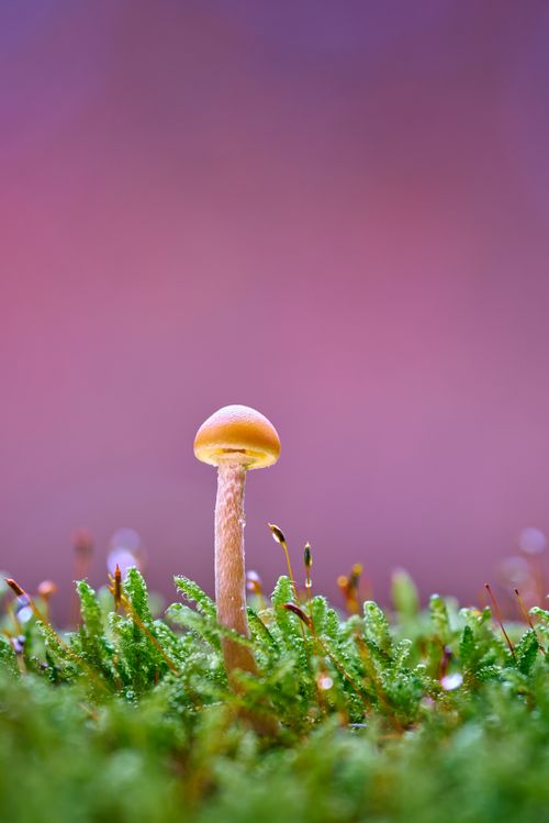 Free Close-up of a small mushroom on moss with dewdrops, soft pink background. Stock Photo
