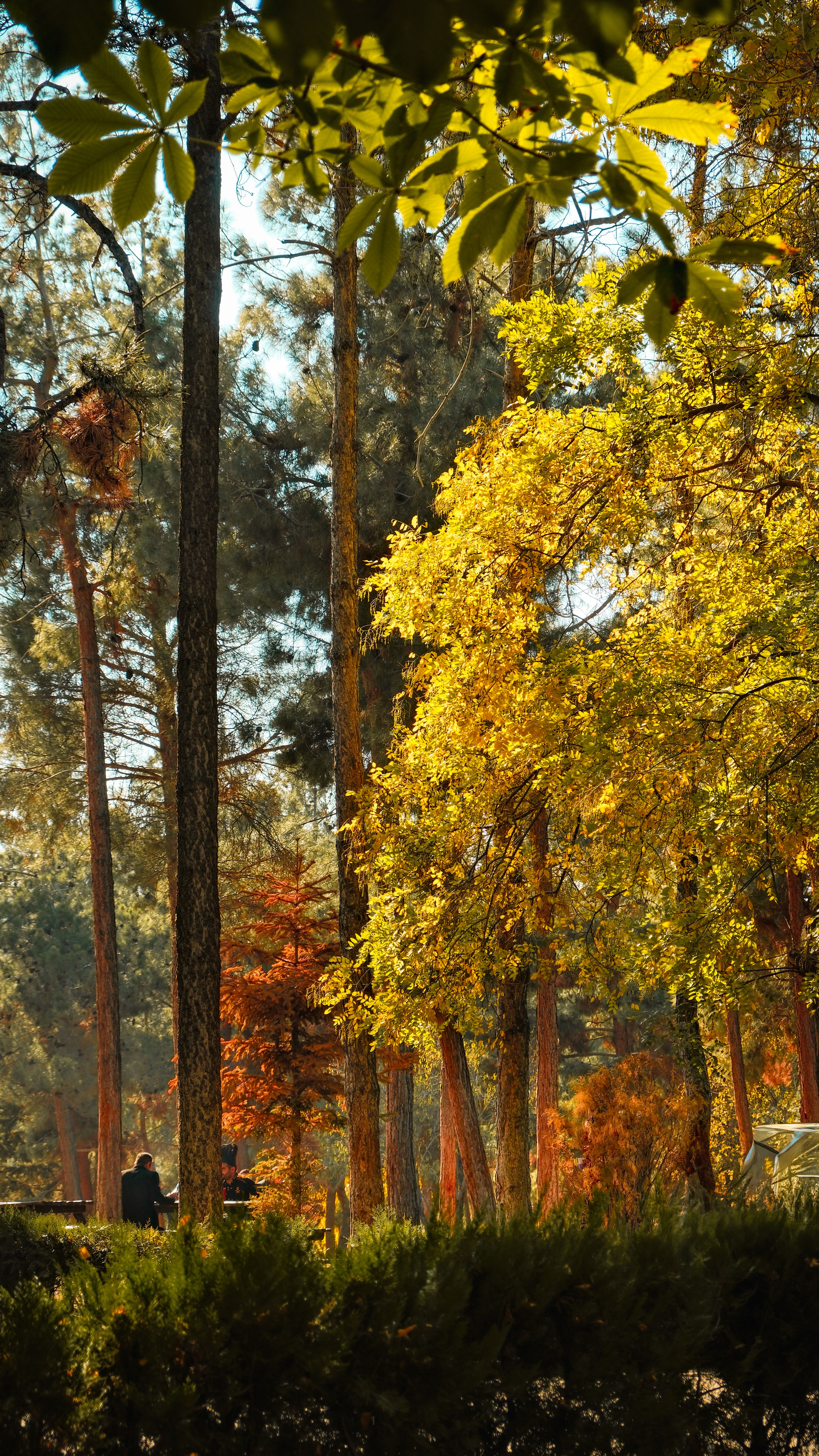 Autumn Forest Scene with Sunlit Foliage · Free Stock Photo