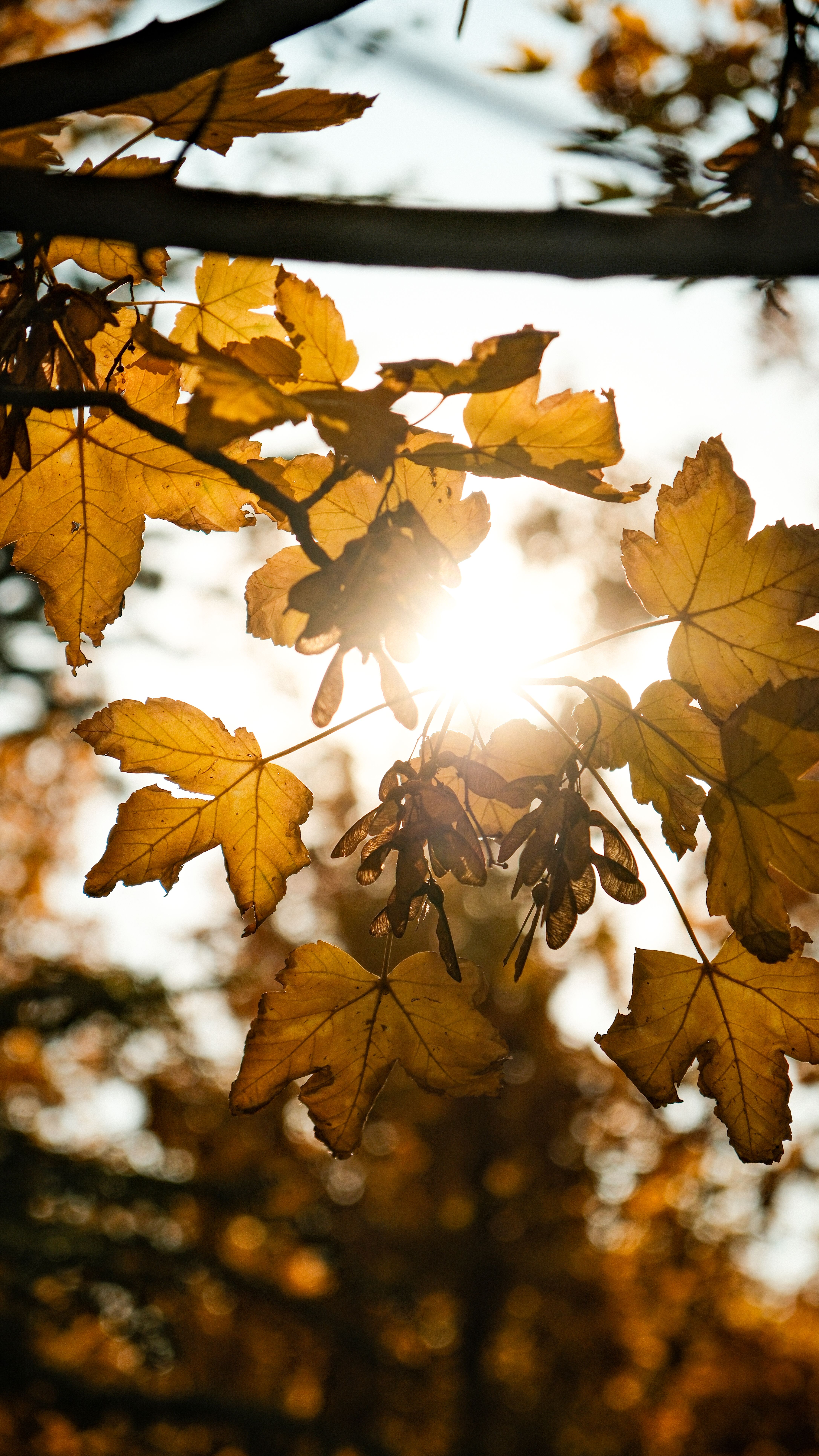 Autumn Equinox Sun Libra ingress brings balance 2026