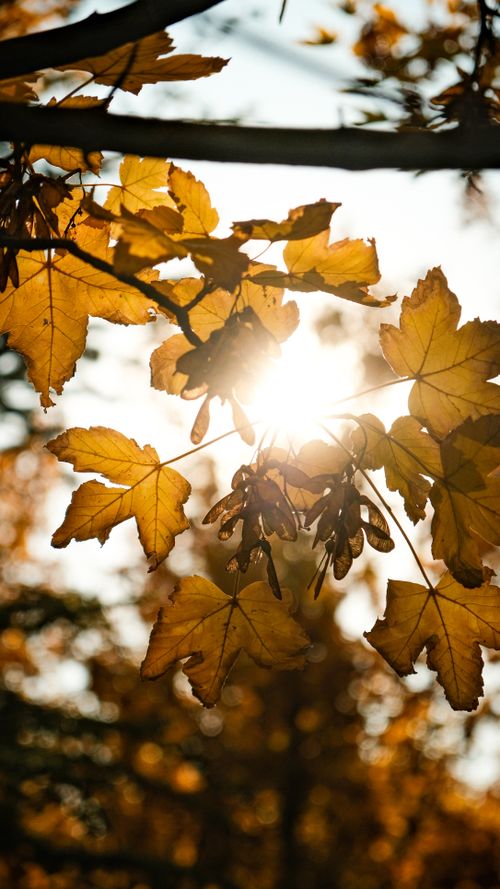 Free Close-up of vibrant autumn leaves backlit by sunlight. Stock Photo