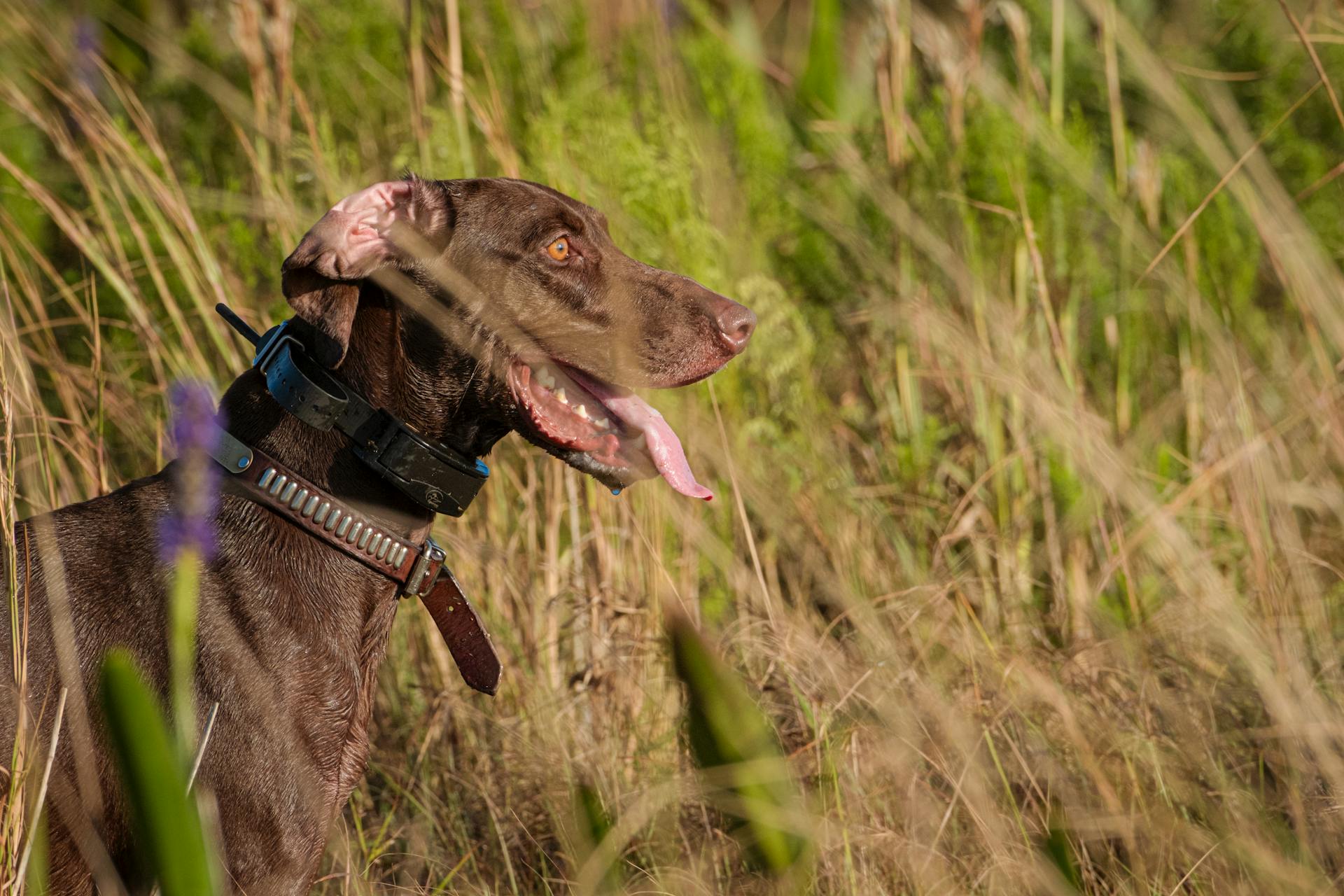 A German Shorthaired Pointer dog with ears flapping walks in a grassy field on a sunny day.