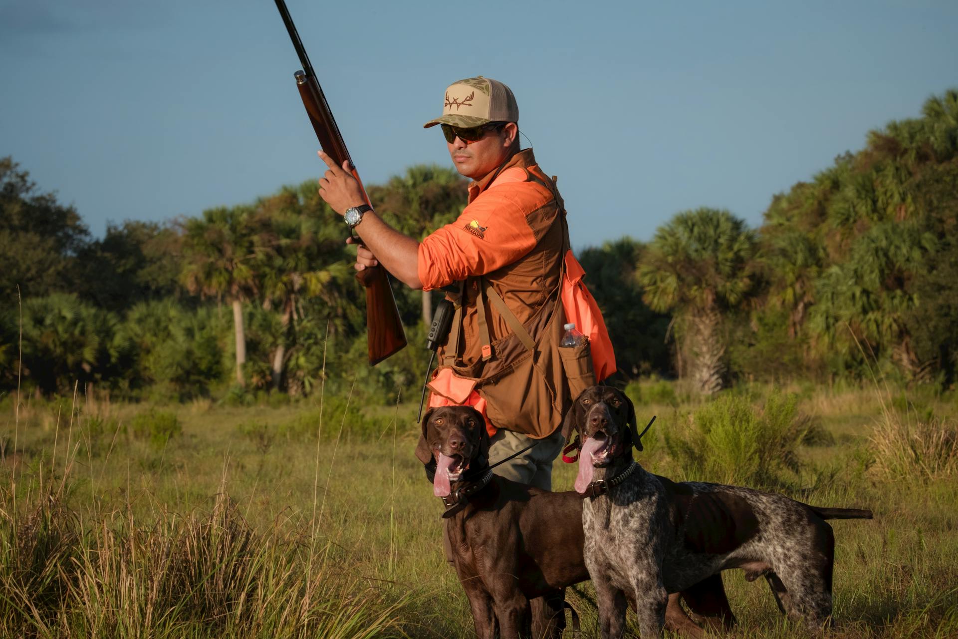 A hunter with two dogs stands ready in a lush green field.