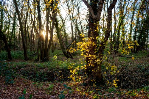Free Golden autumn light illuminates a dense forest in Harlow, England, revealing a tranquil natural scene. Stock Photo