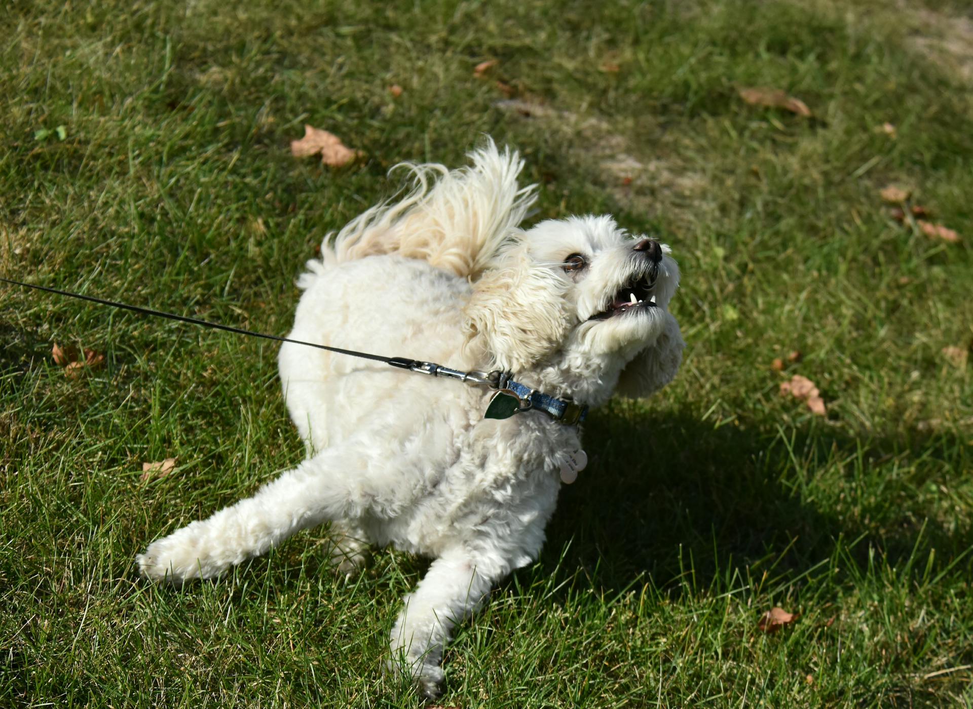 Cute poodle enjoying playtime on a leash in a sunny park.