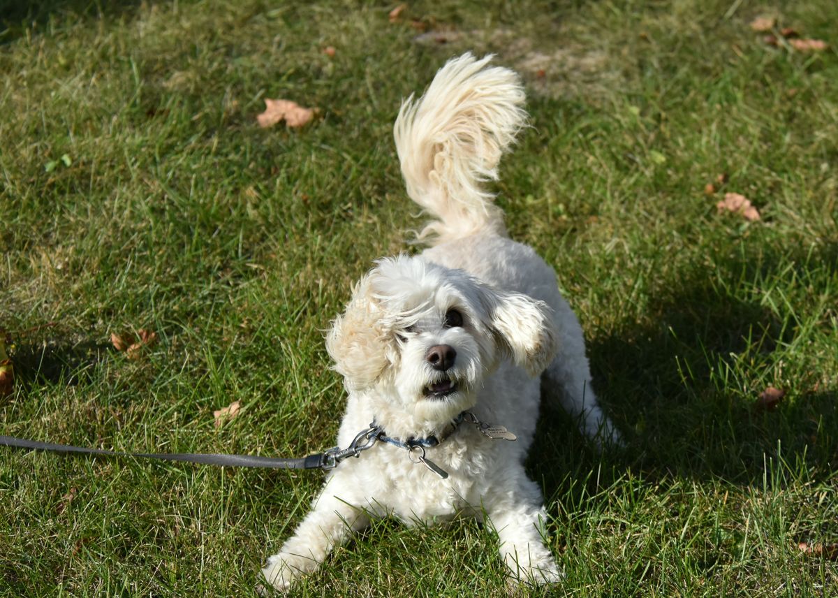 A white dog plays in green grass, reflecting the outcome owners want from a routine that keeps home care light and repeatable.