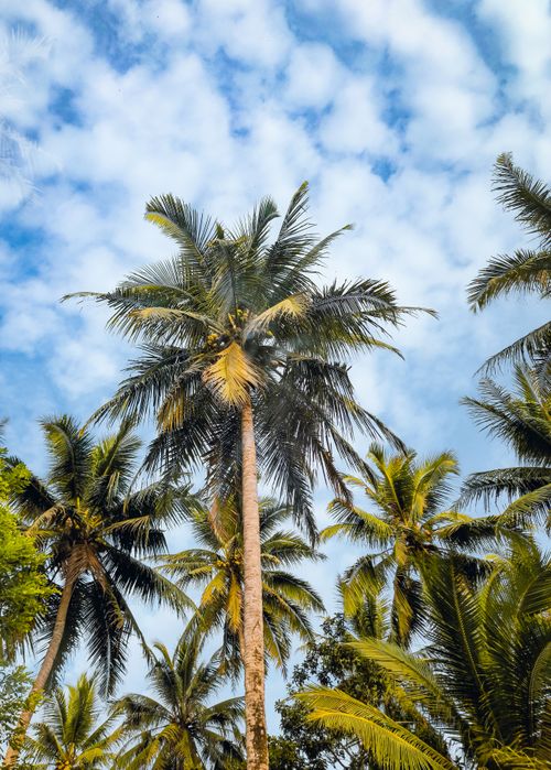 Free Sunny day with vibrant palm trees against a bright blue sky with scattered clouds. Stock Photo