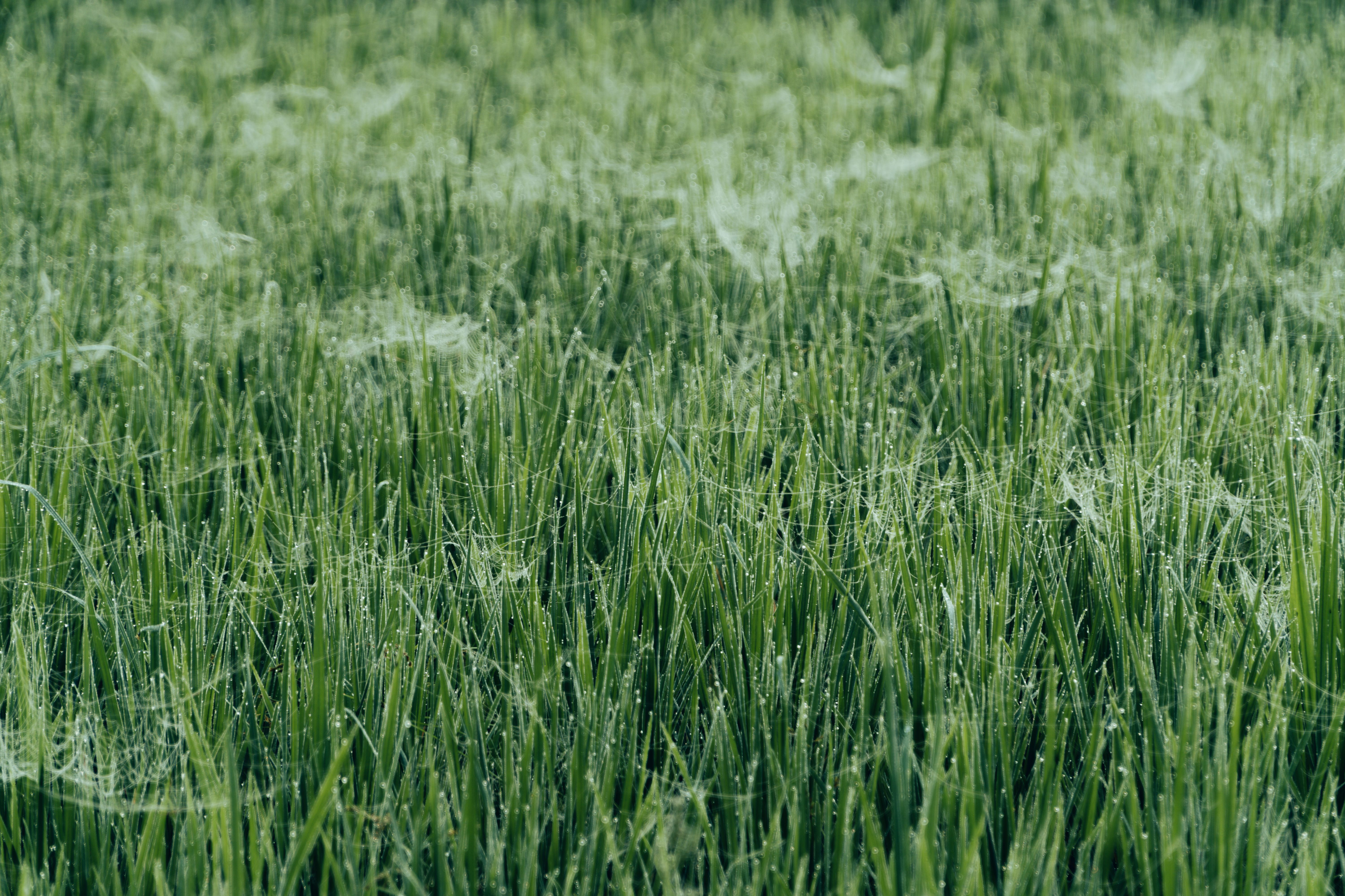 Teias de aranha revelam fungos ocultos em plantações de arroz na Tailândia