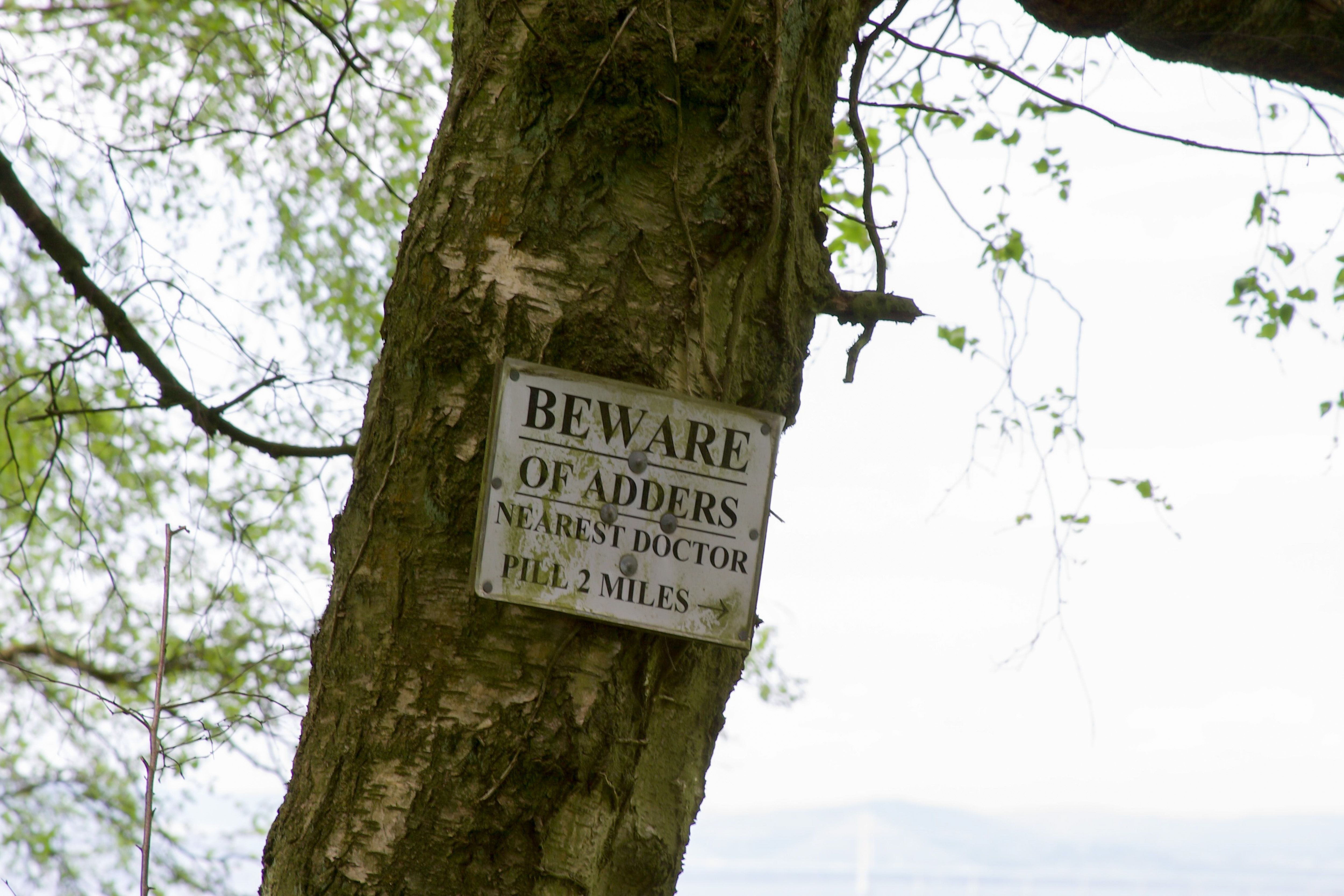 Warning Sign on Tree in Bristol's Nature Park · Free Stock Photo