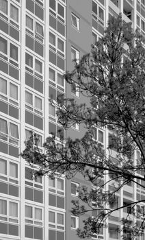 Black and white photo of a tree against a building facade in Bristol, UK
