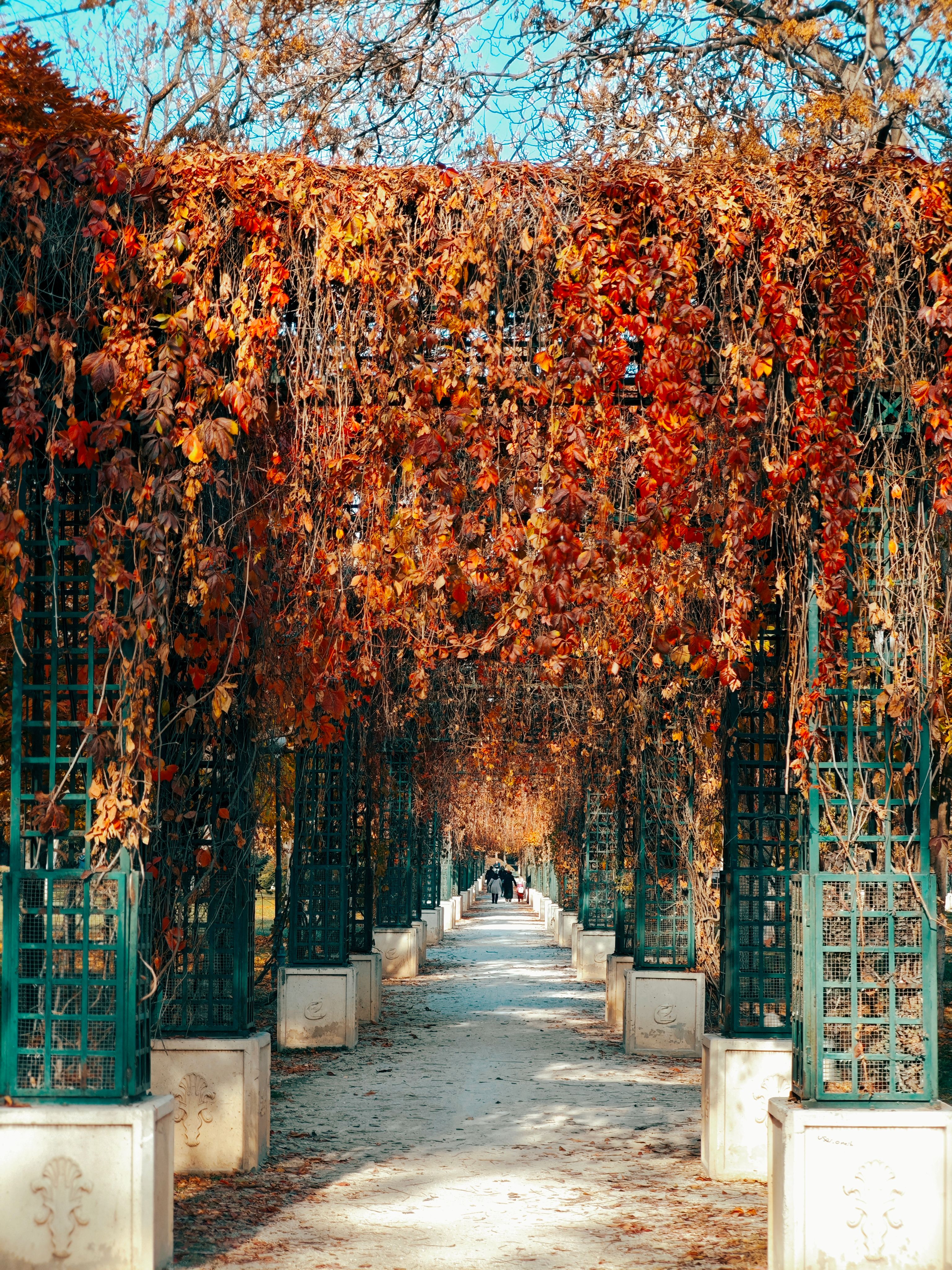 Beautiful Autumn Arbor with Fall Foliage · Free Stock Photo