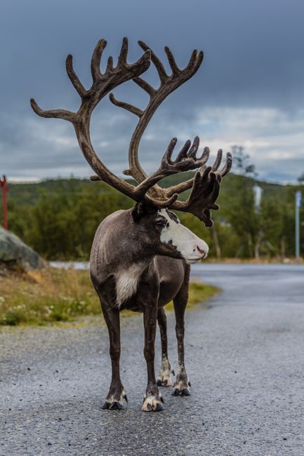 A stunning reindeer with large antlers walking on a road in Finland's rugged landscape.