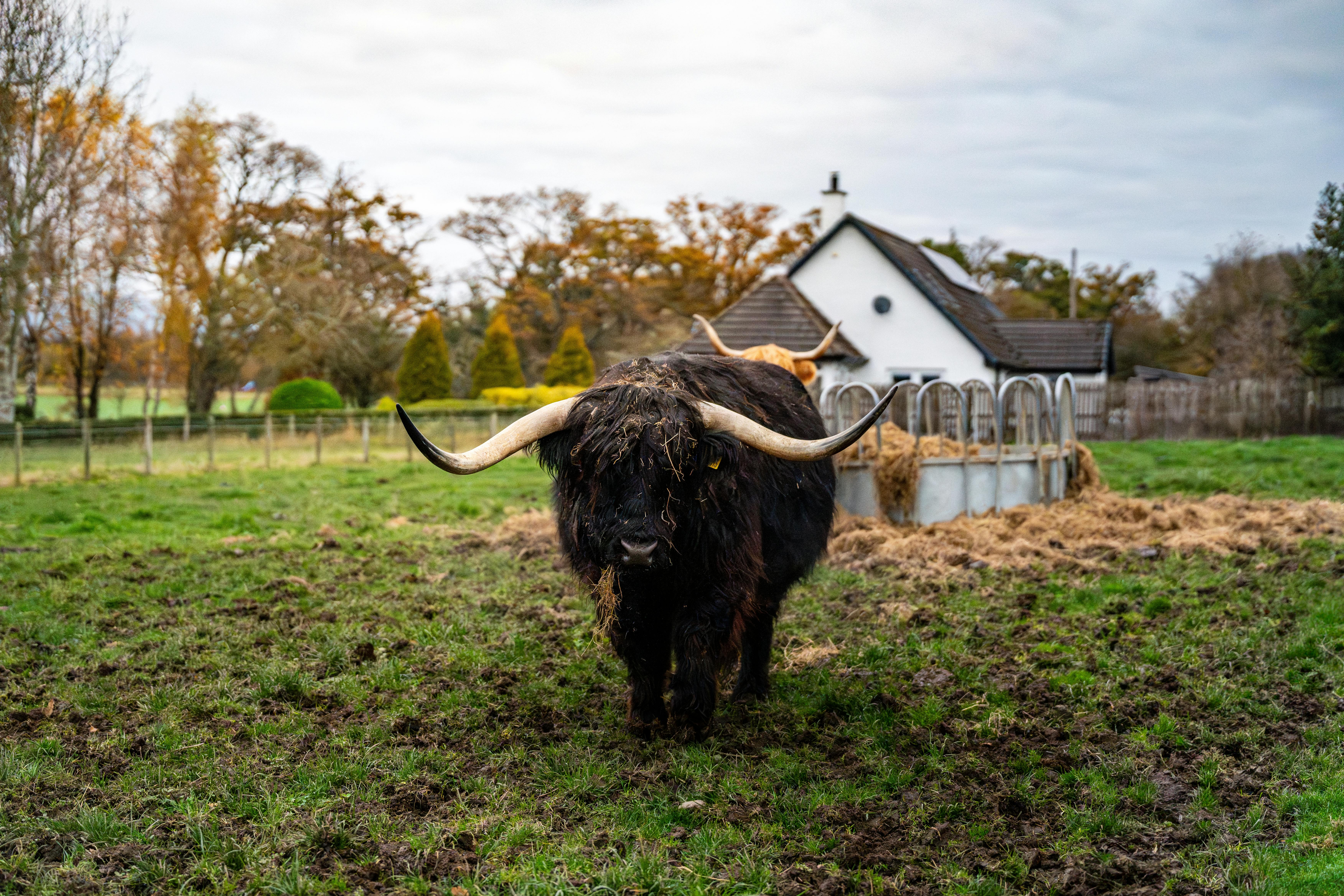 Unplug, Reconnect, Regenerate: Why Farm Stays Are 2026's Hottest Eco-Travel Trend – And How to Book Your Perfect Escape!