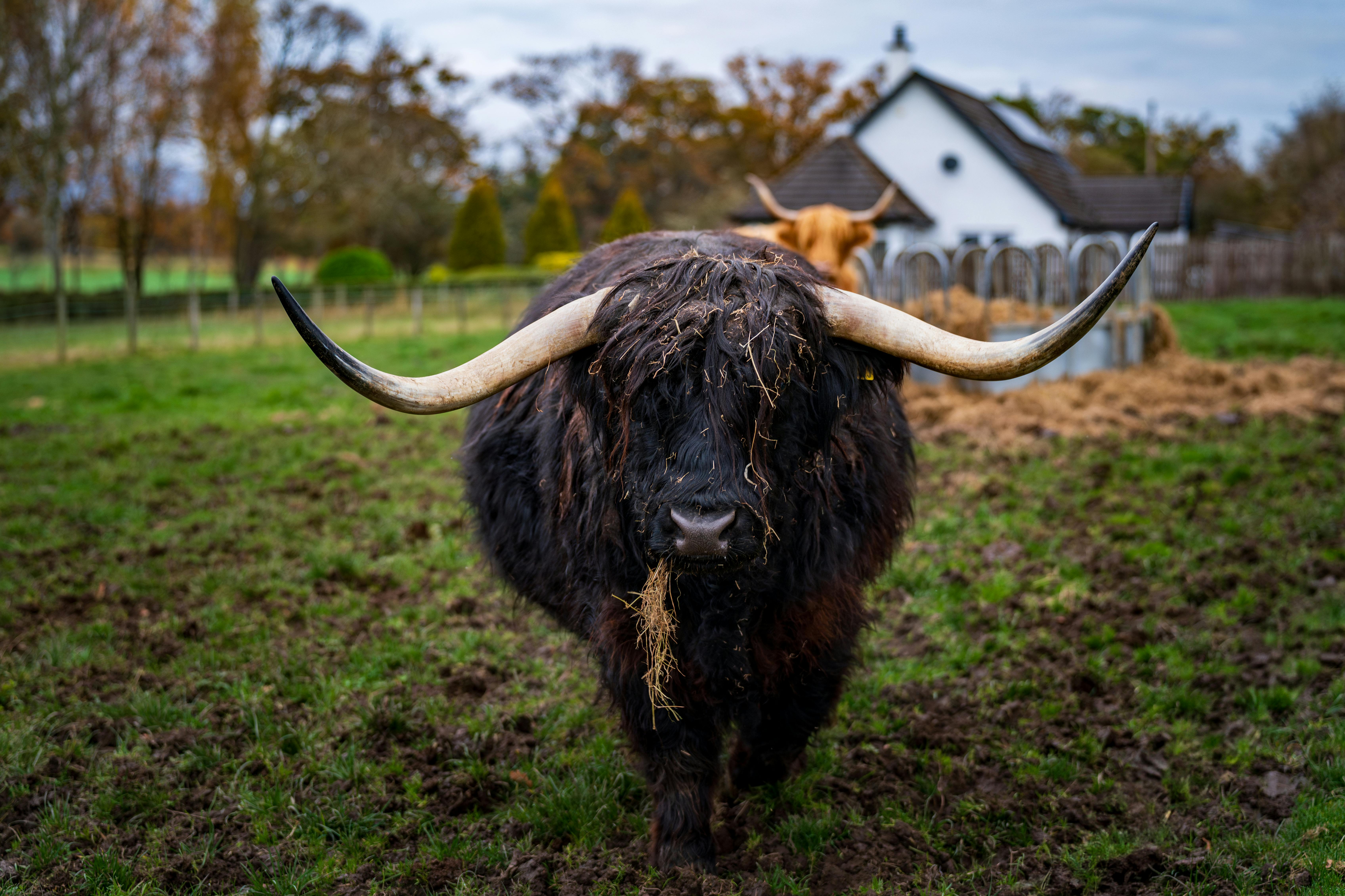 grátis Uma impressionante vaca das Terras Altas em um pasto verde com uma casa rural ao fundo. Foto profissional