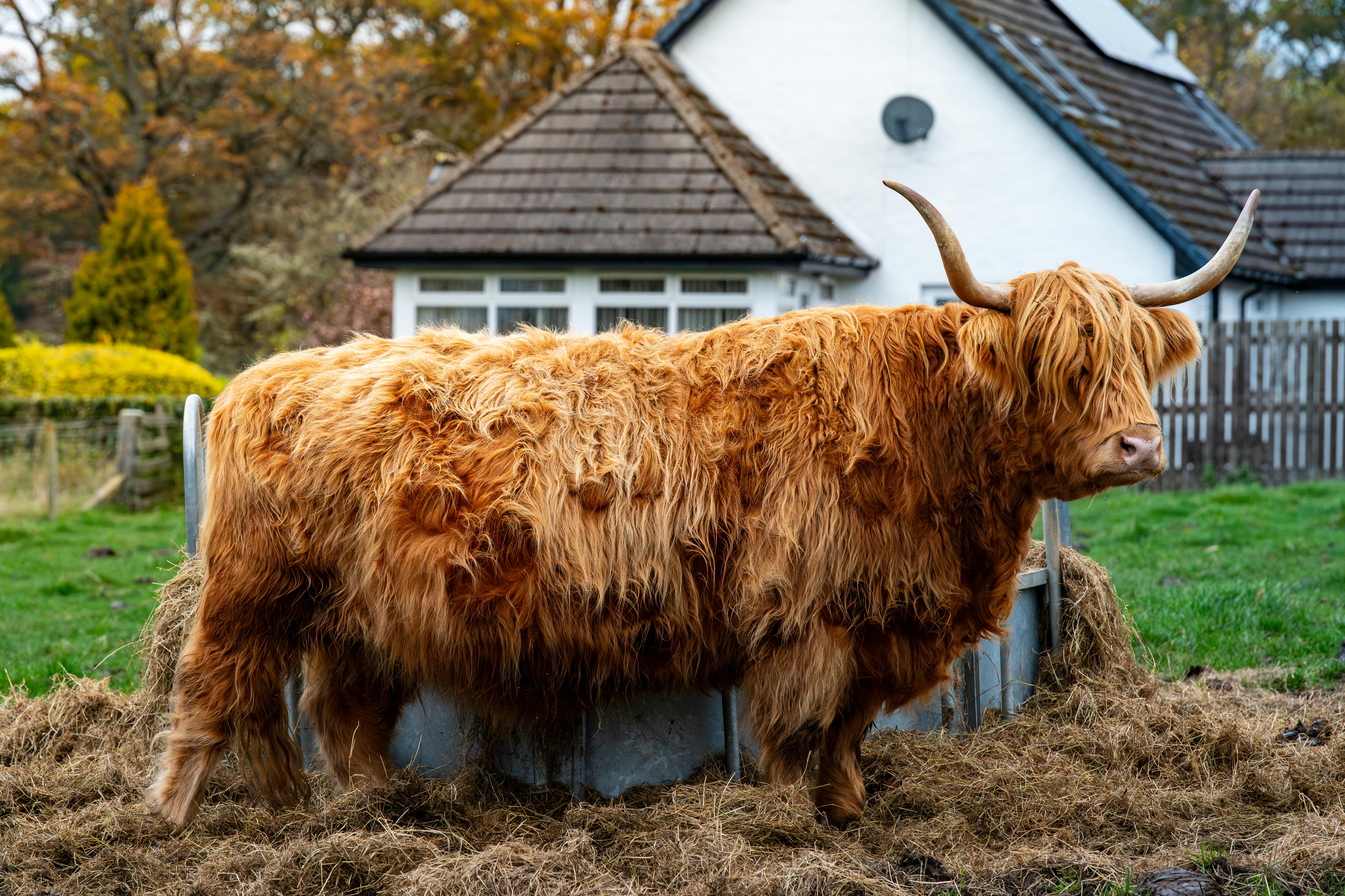 Gratuit Une vache des Highlands se tient fièrement devant une maison rustique, mettant en valeur sa fourrure hirsute et ses grandes cornes. Photos