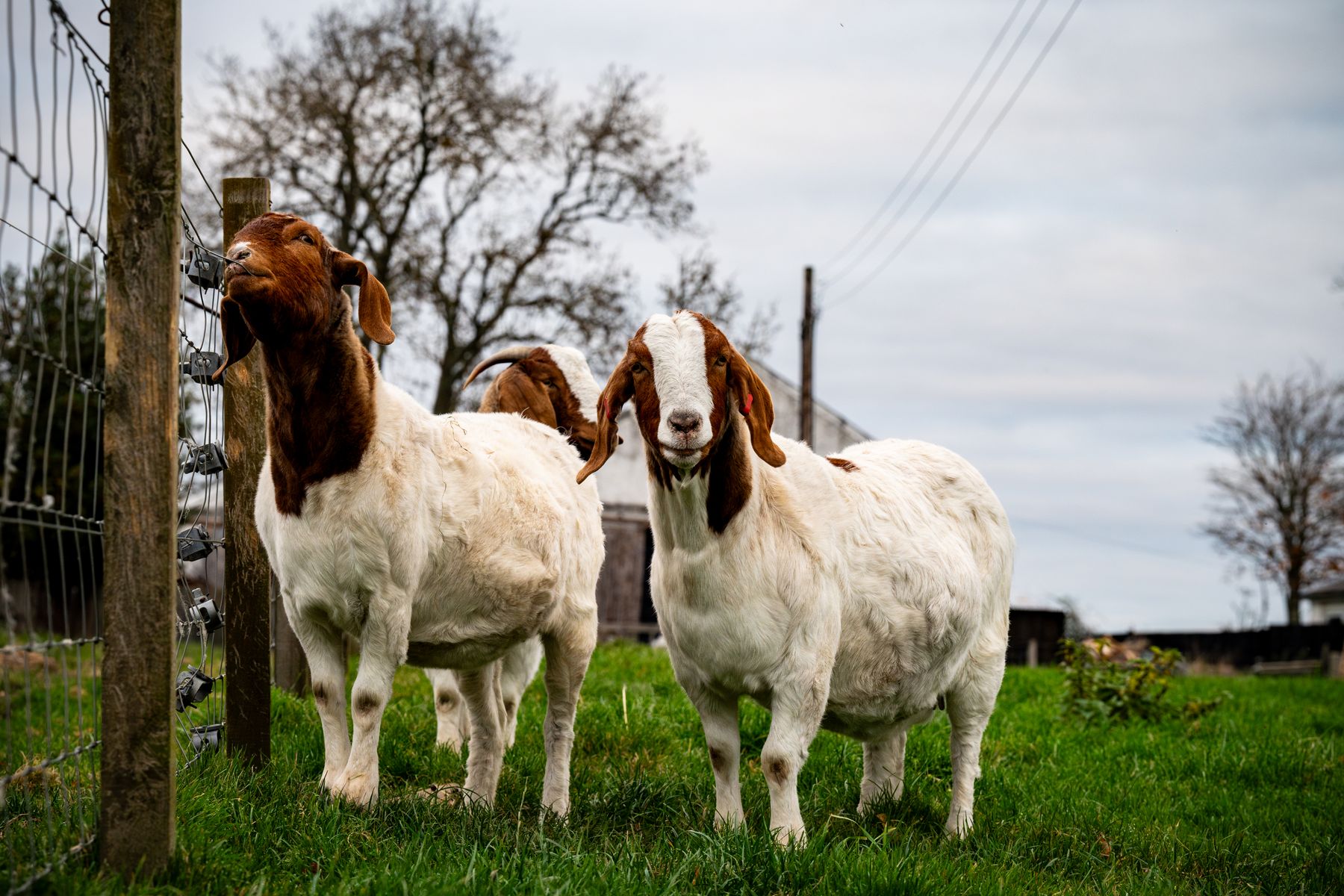 Goat Farming at Delamere Farm