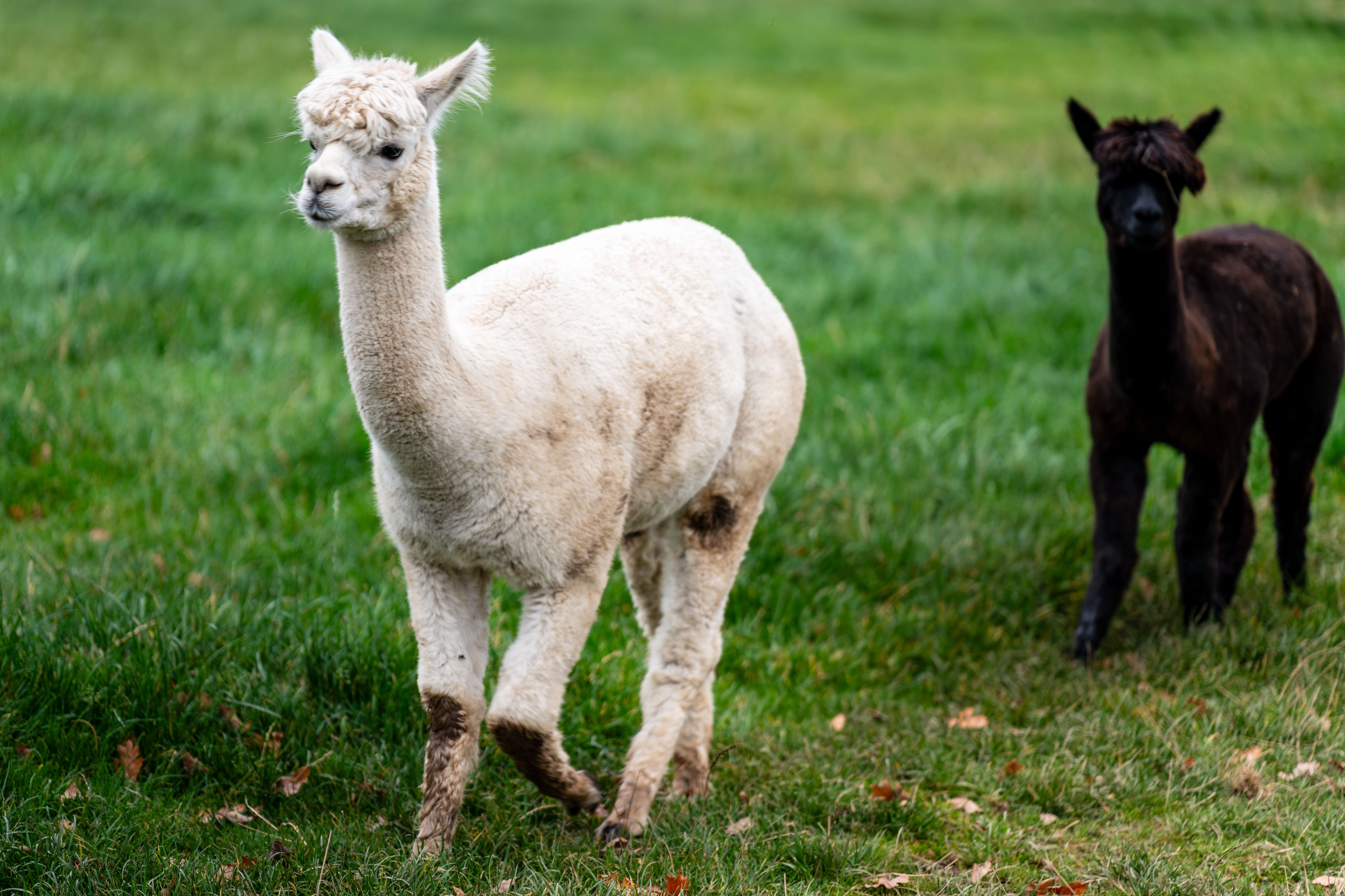 Alpaca Hiking