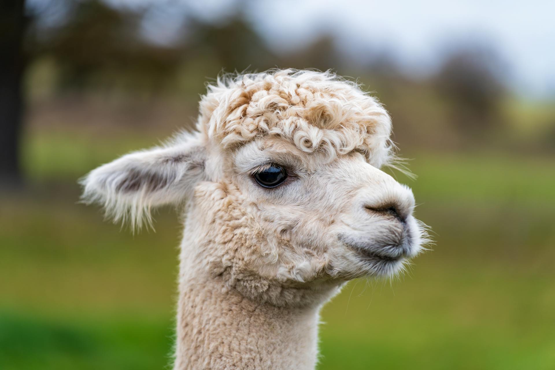 Charming close-up of a fluffy white alpaca against a blurred outdoor background.