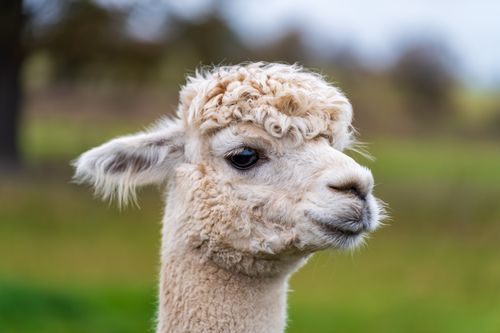 Free Charming close-up of a fluffy white alpaca against a blurred outdoor background. Stock Photo