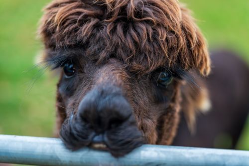 Free Charming close-up of a brown alpaca with fluffy fur, outdoors on a farm. Stock Photo