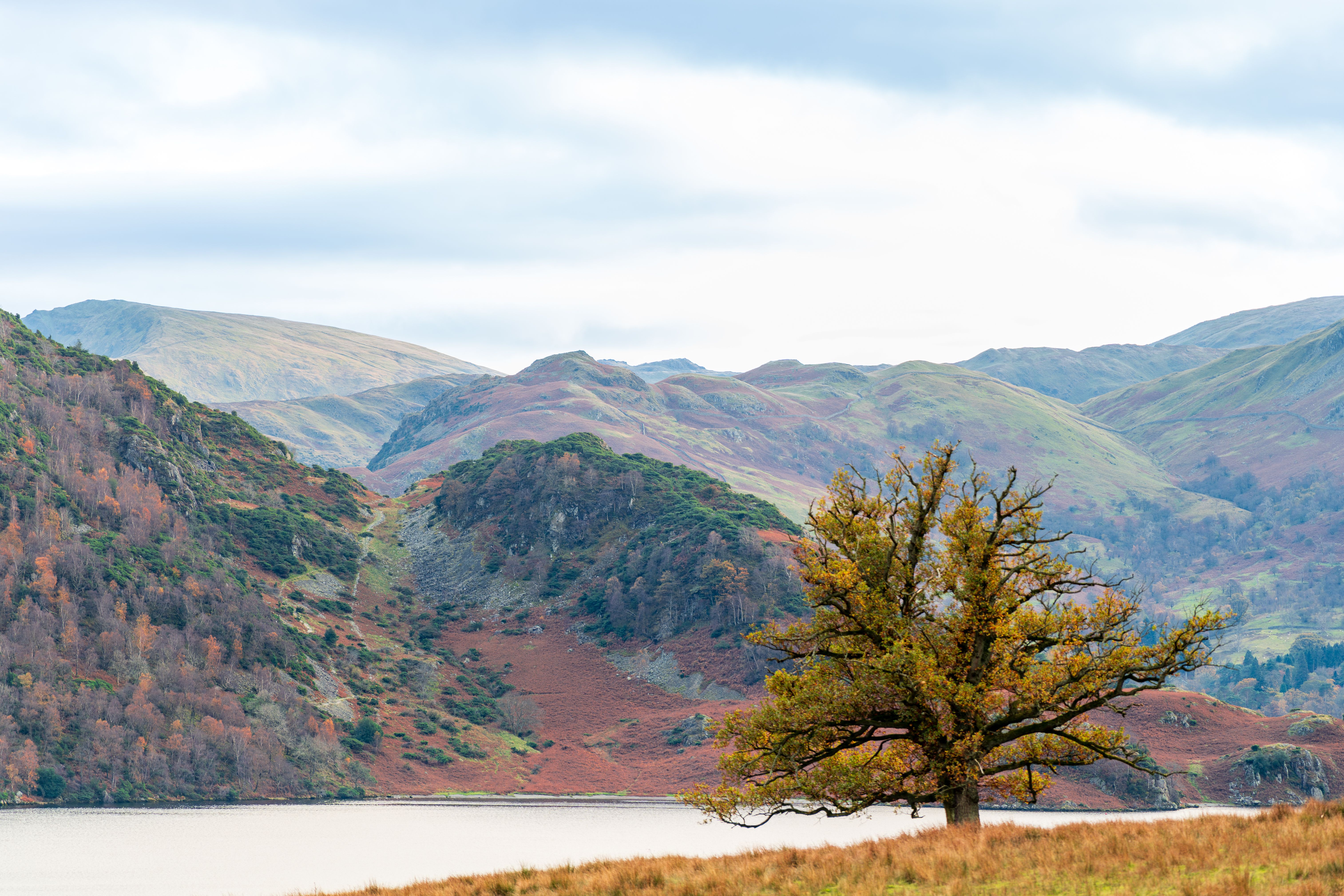 Serene Autumn Landscape with Lone Oak Tree · Free Stock Photo