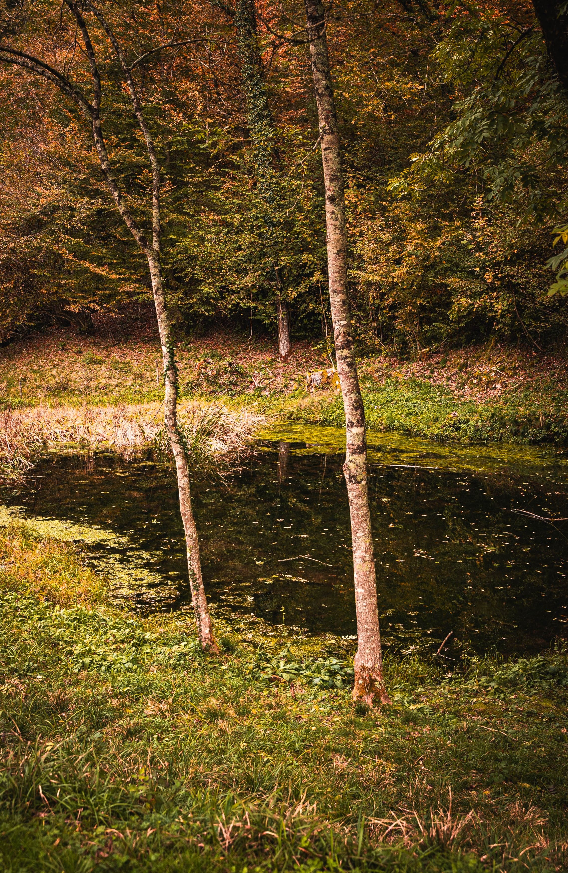 Tranquil Forest Pond Scene in Autumn Light · Free Stock Photo