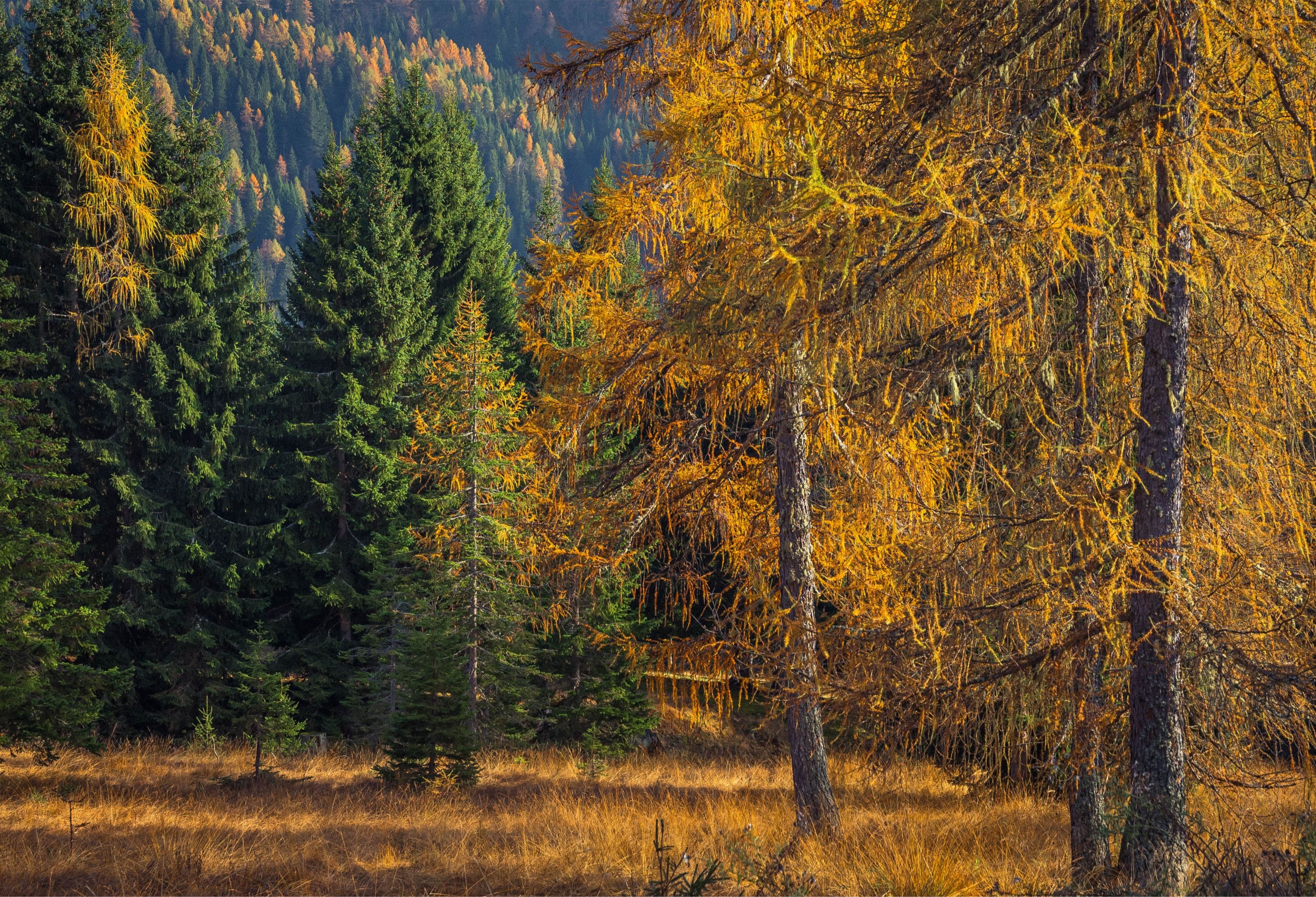 Autumn Forest with Colorful Foliage · Free Stock Photo