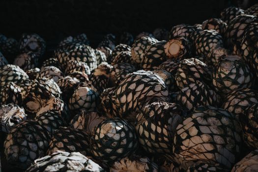 Close-up view of agave piñas harvested for tequila production, captured in a rustic setting.
