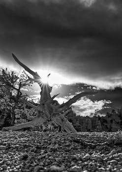 Black and white capture of sunrise behind twisted tree in Utah desert.